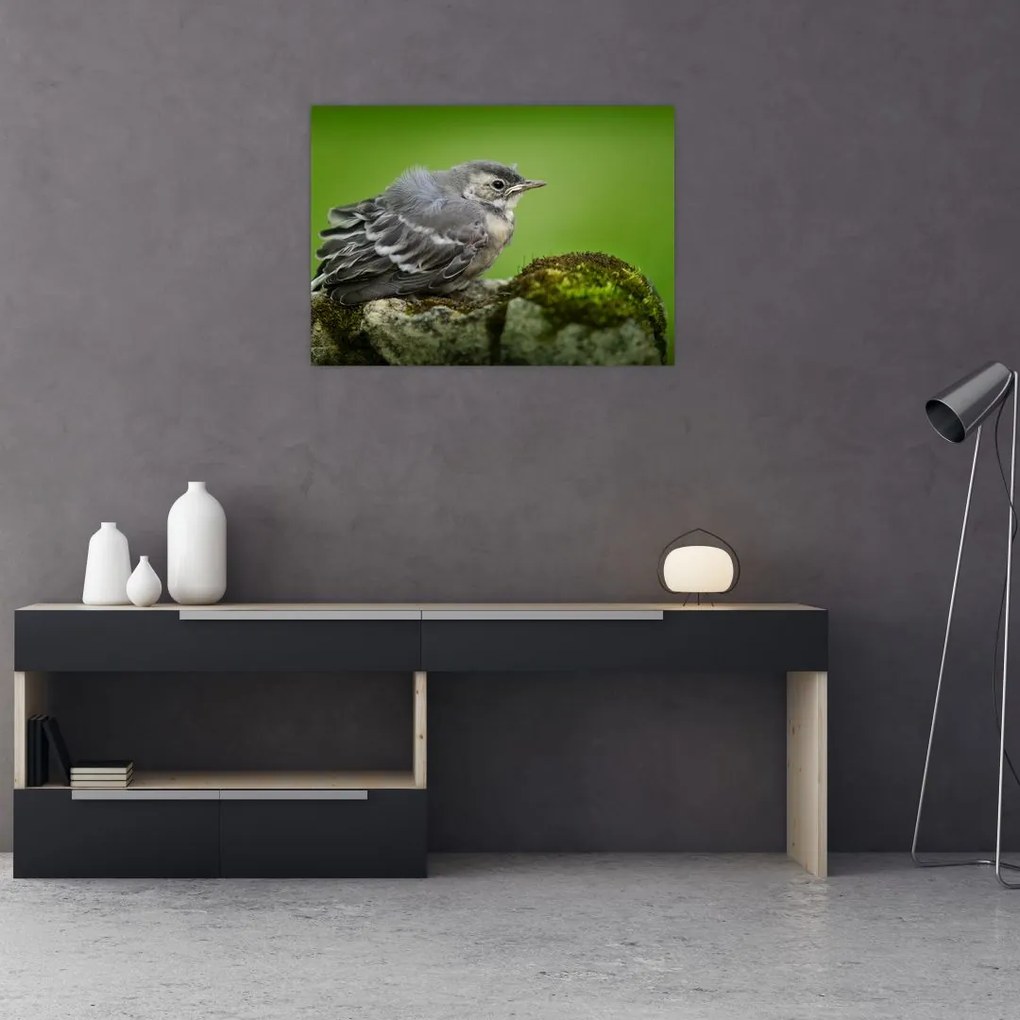 Kép - Légykapó (üvegen) (70x50 cm)