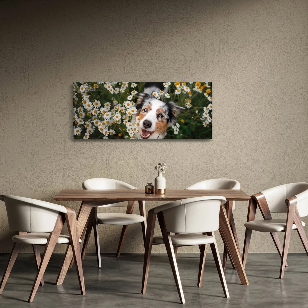 Kép - Ausztrál juhászkutya (120x50 cm)