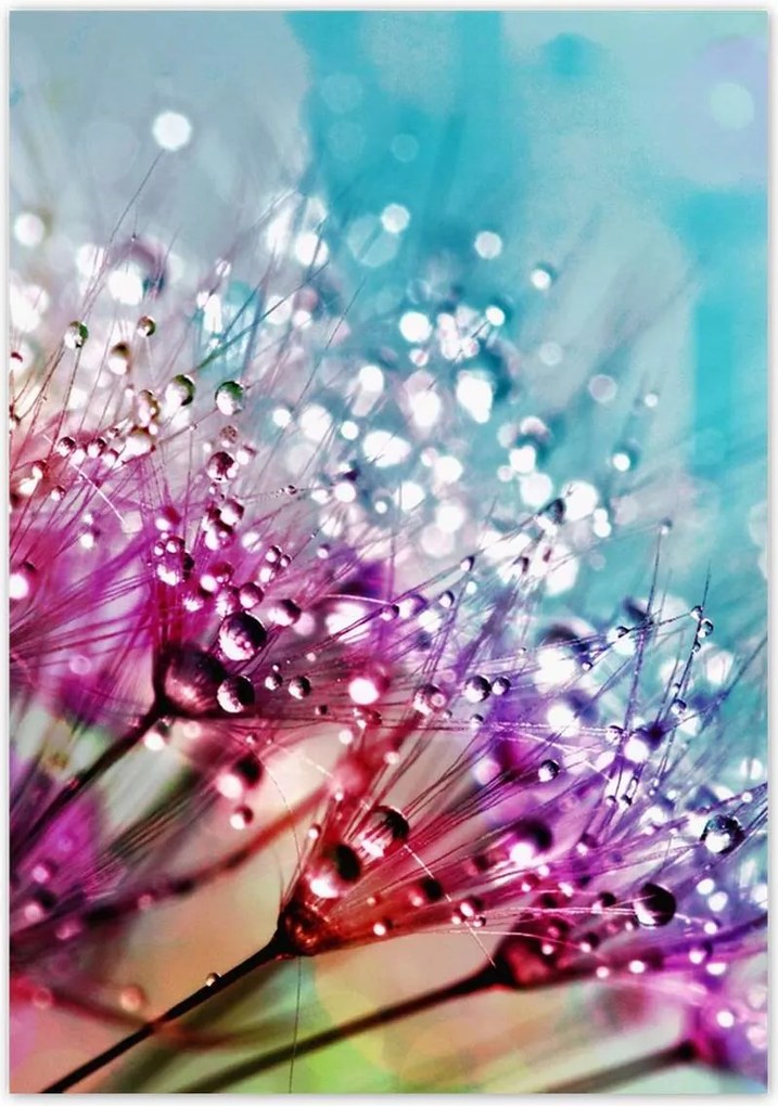 Poszterek 70x100 Harmatcseppek Pitypang