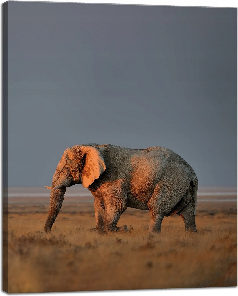 Vászonkép Elefánt szavanna Afrika Ég Fű 40x50 cm