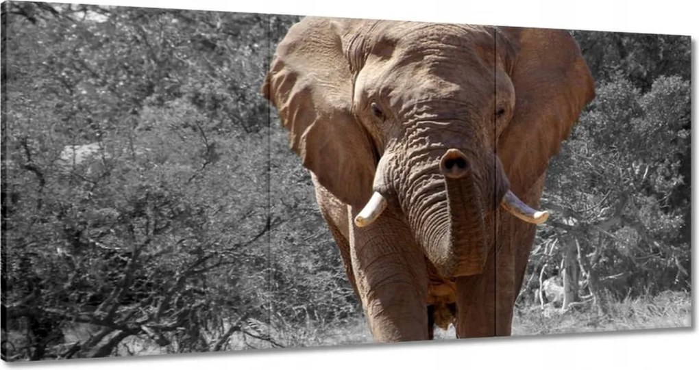 Vászonkép 180x90 A nagy elefánt