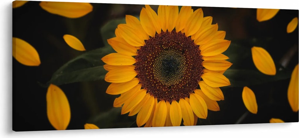 Kép - Napraforgók és a virágszirmok (120x50 cm)