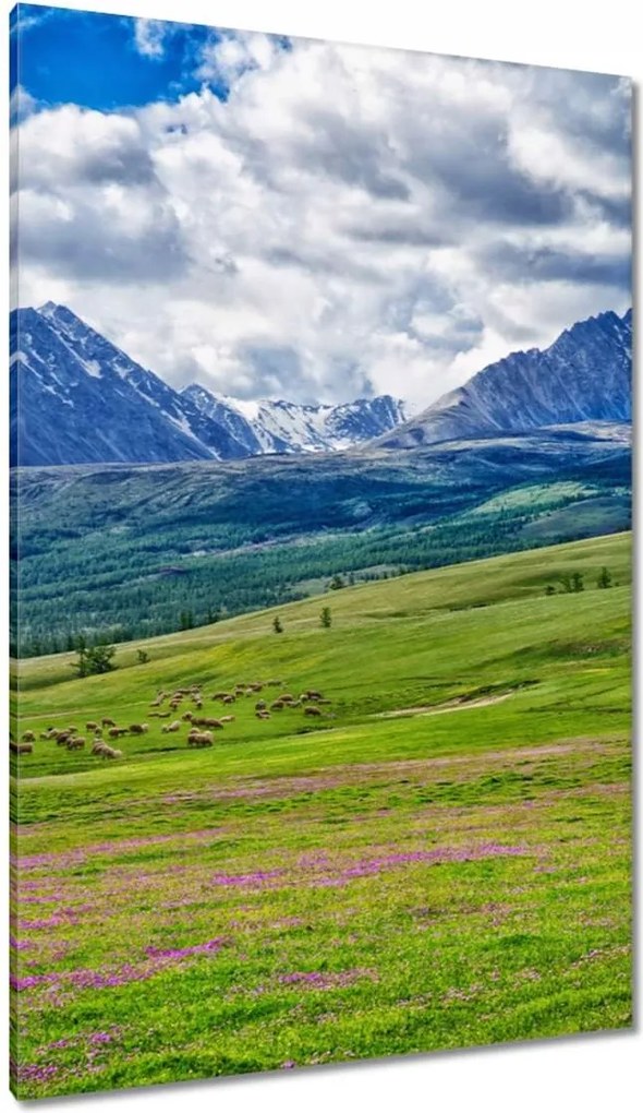 Vászonkép 80x120 Juh legeltetés Bárányok Juhok