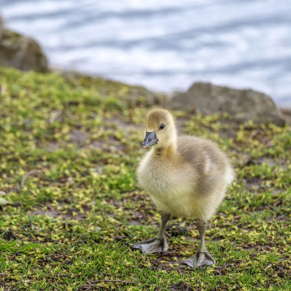 Poszter 50x50cm Gosling, Assaf Frank