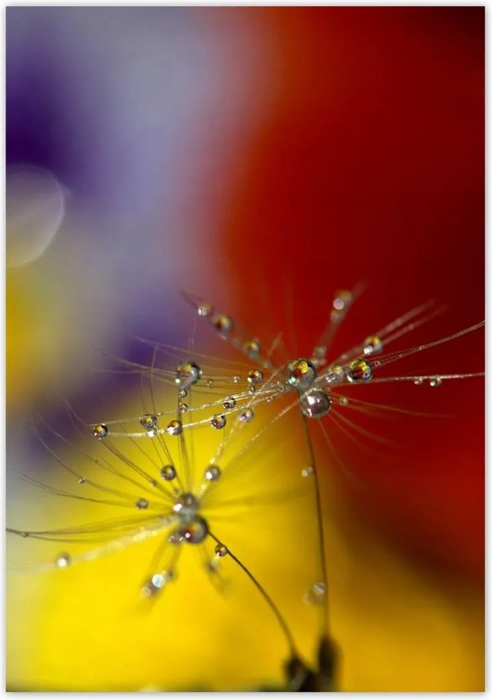 Poszterek 70x100 Pitypang Virág Virágok