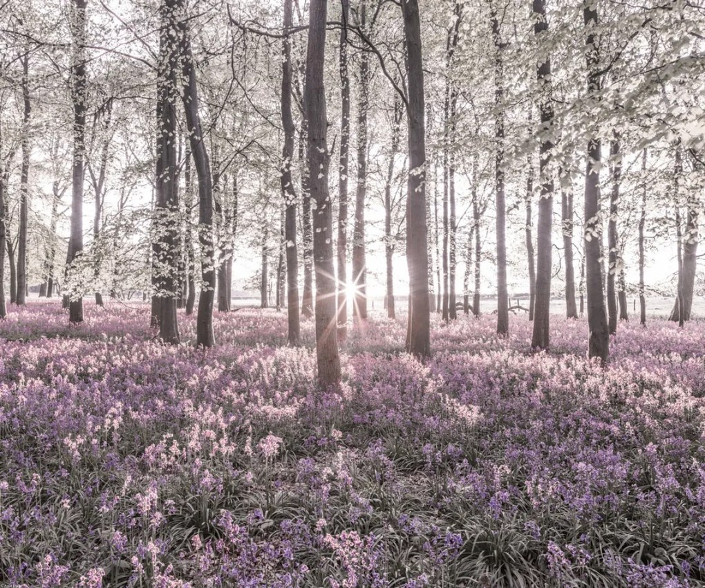 Poszter 60x50cm Bluebell erdő tavasszal naplementekor, Assaf Frank