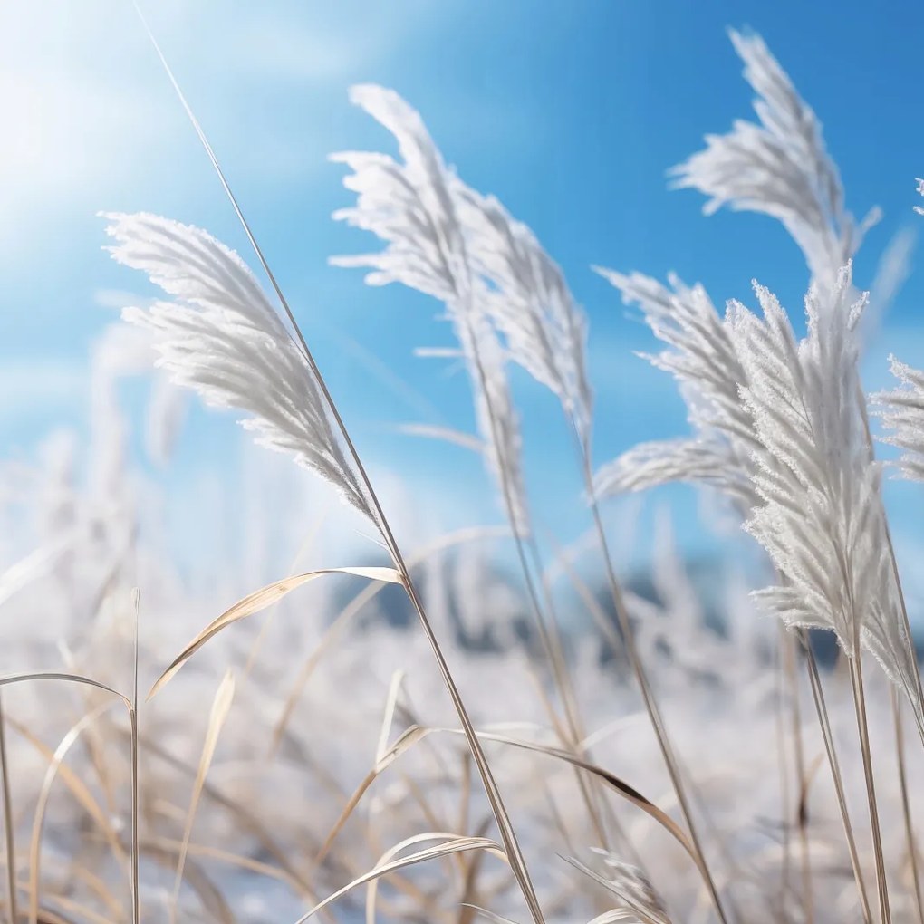 Poszter 50x50cm Zúgás a fű között