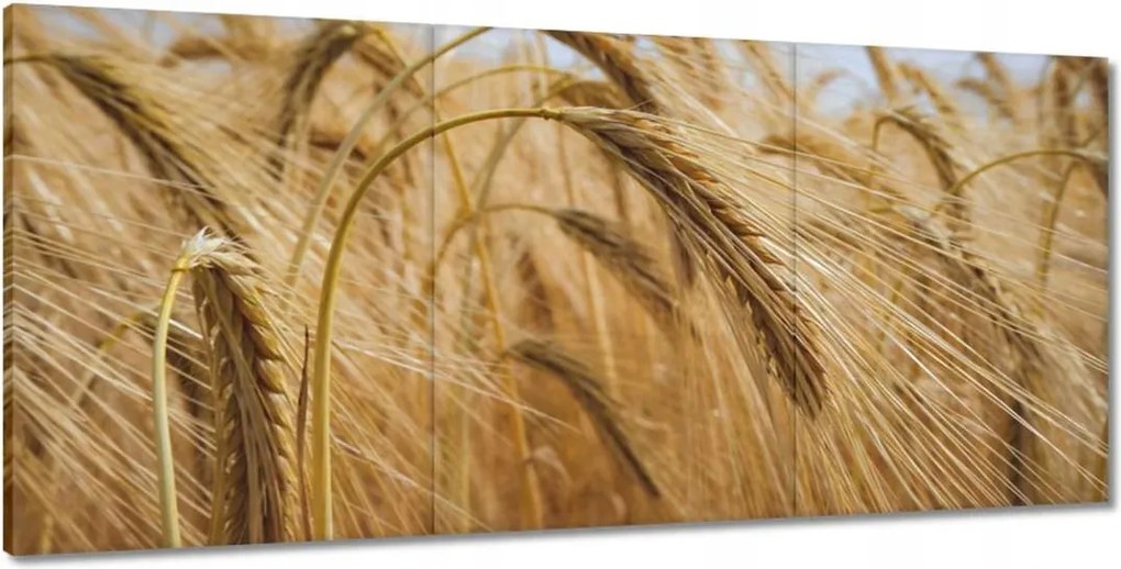 Festmények 210x100 Kalászok gabonával Gabonafélék