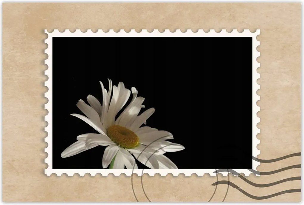 Poszterek 90x60 Fehér kamilla virág