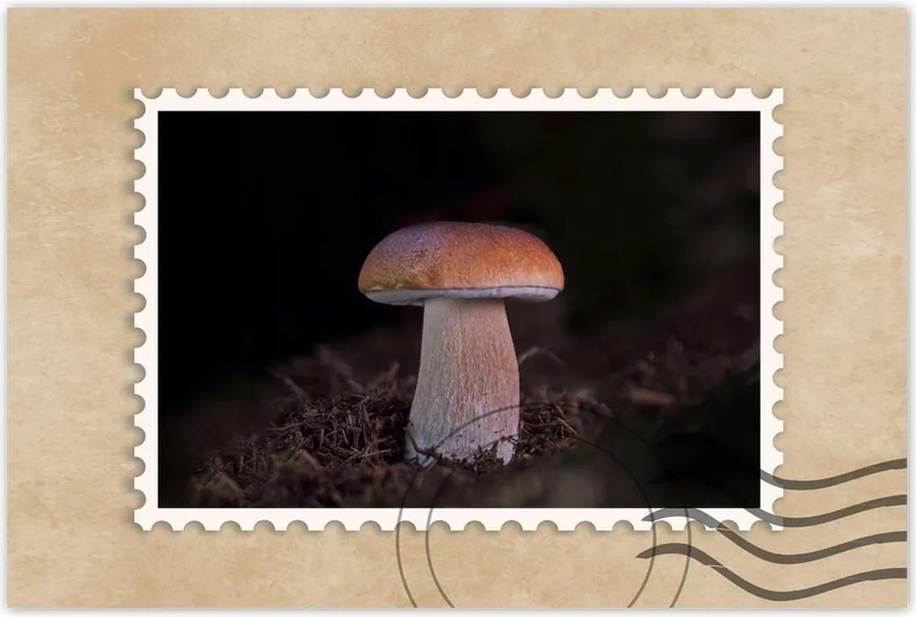 Poszterek 90x60 A gombák királya