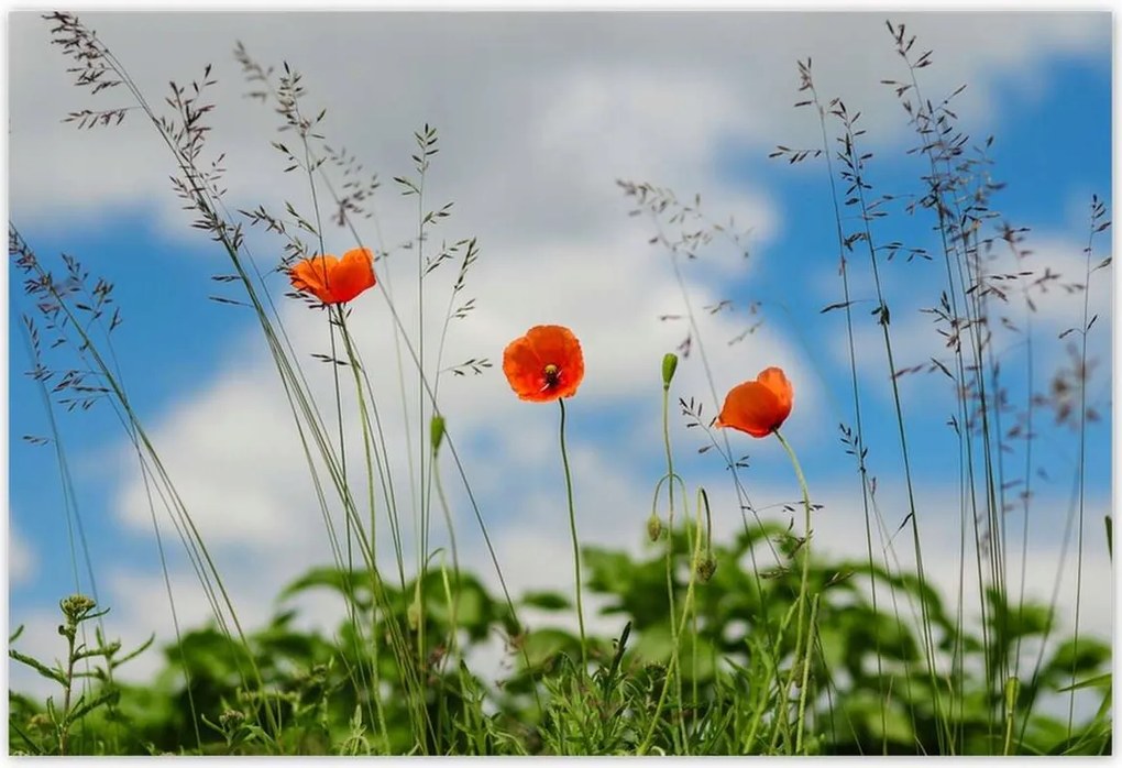 Poszterek 200x135 Piros mezei pipacs