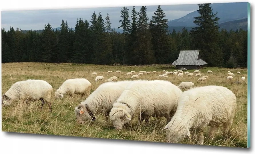 Fotótapéta üvegfalra Legelésző bárányok 100x70