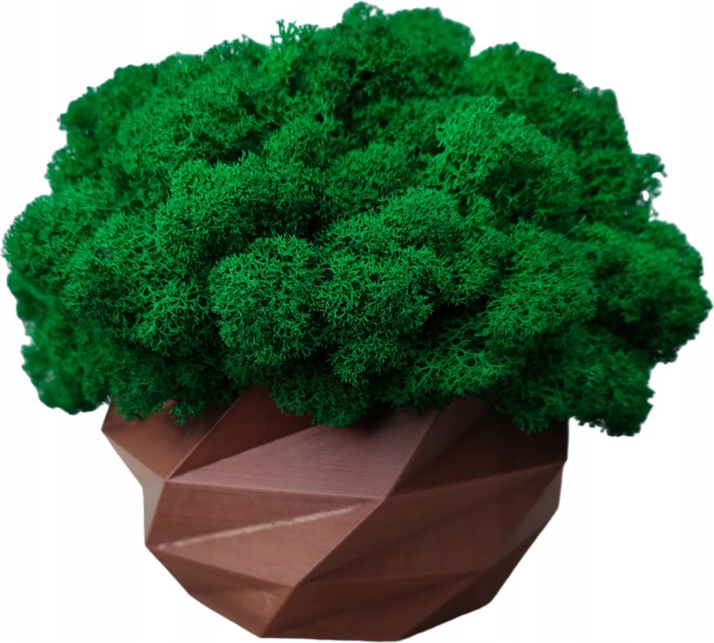 Moha kaspó Moha Chrobotek kaspóban barna 3d nyomtatás