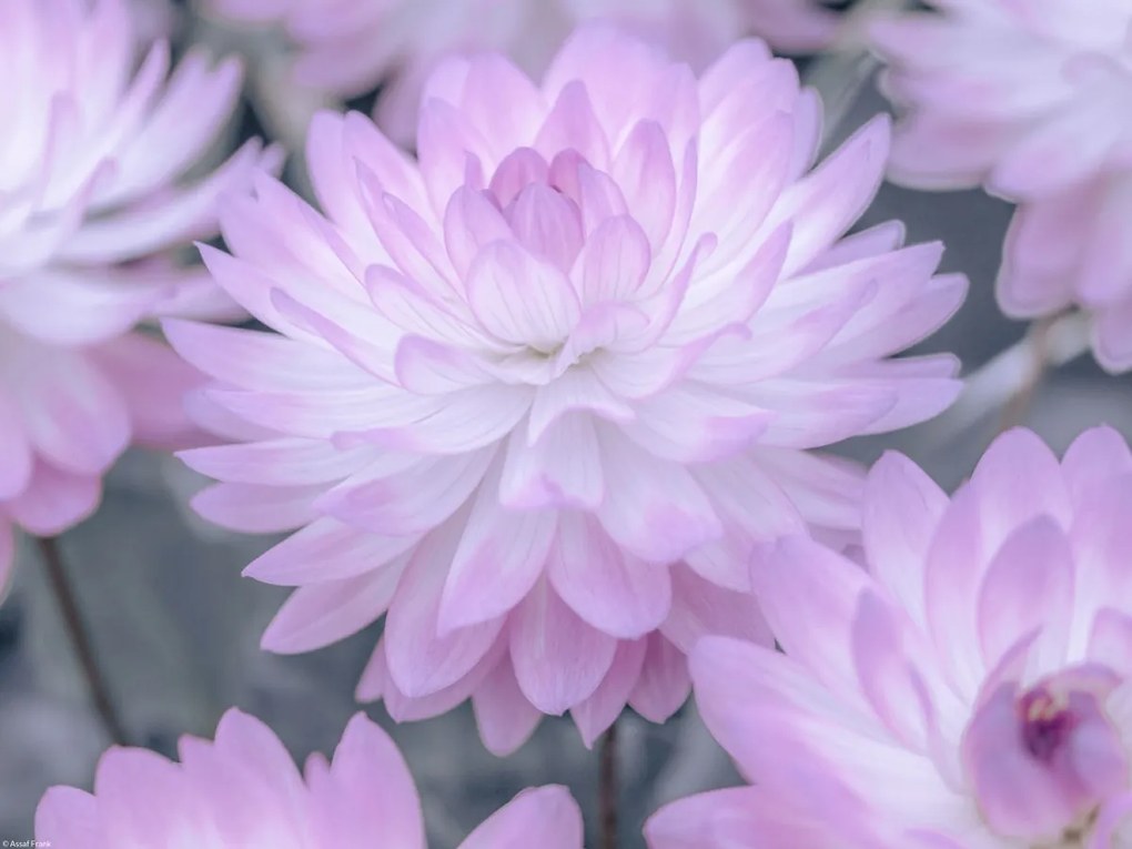 Poszter 40x30cm Dália virágok, Assaf Frank