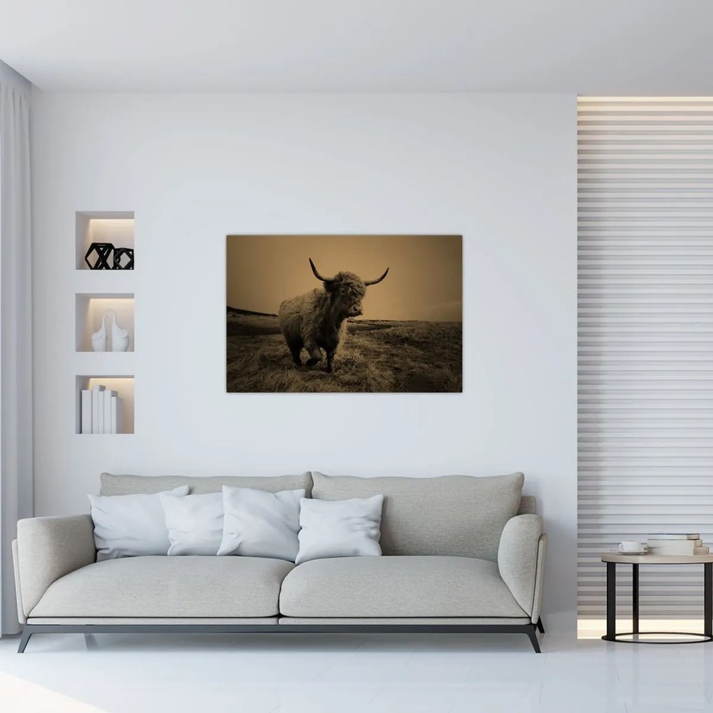 Kép - Skót tehén menekül (90x60 cm)