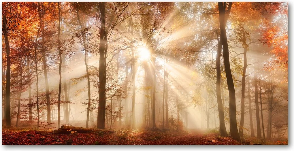 Fotó üvegkép Köd az erdőben ősz 140x70
