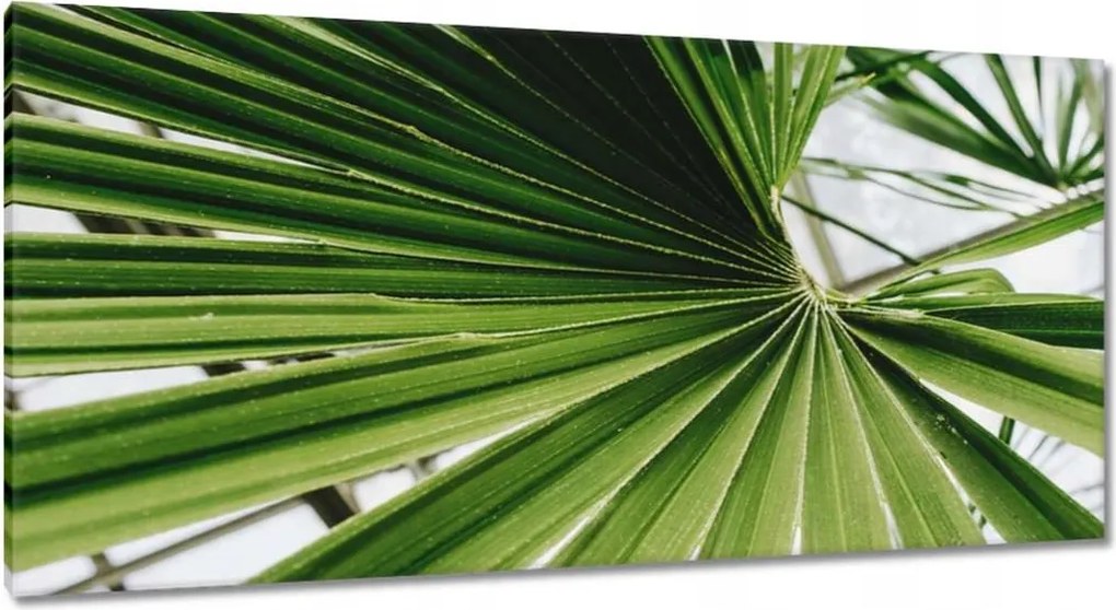 Vászonkép 115x55 Pálmalevél Levél