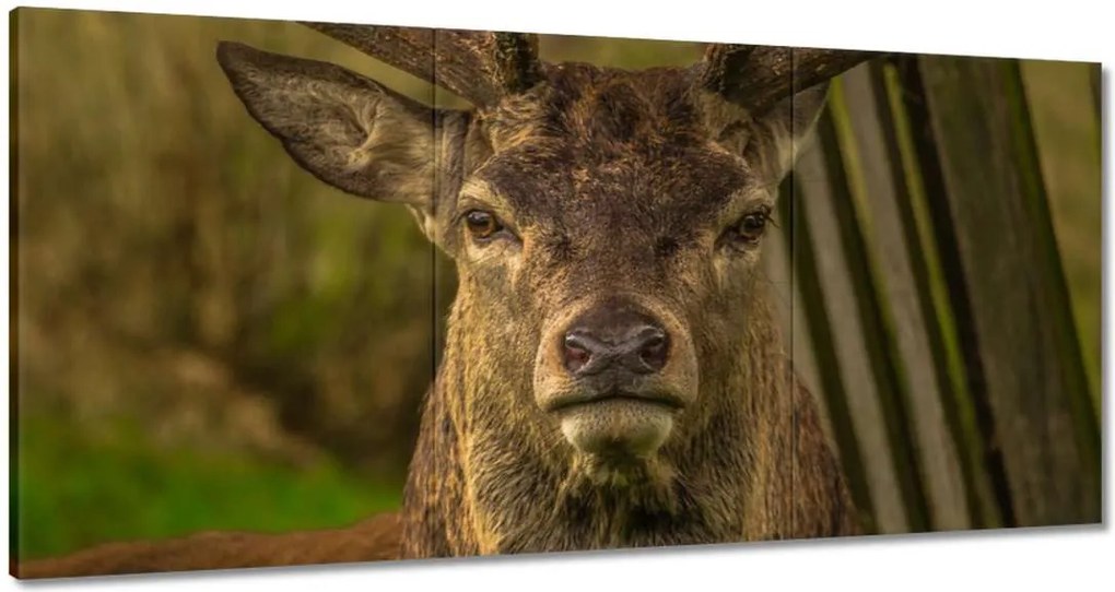 Vászonkép 120x60 Szarvas tekintet