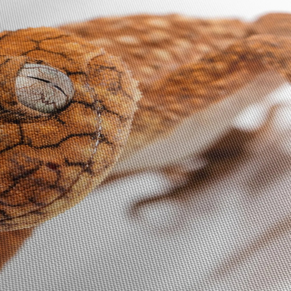 Gyík képe (90x60 cm)