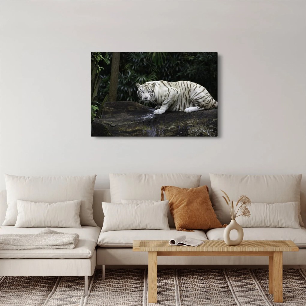 Kép - albínó tigris (90x60 cm)