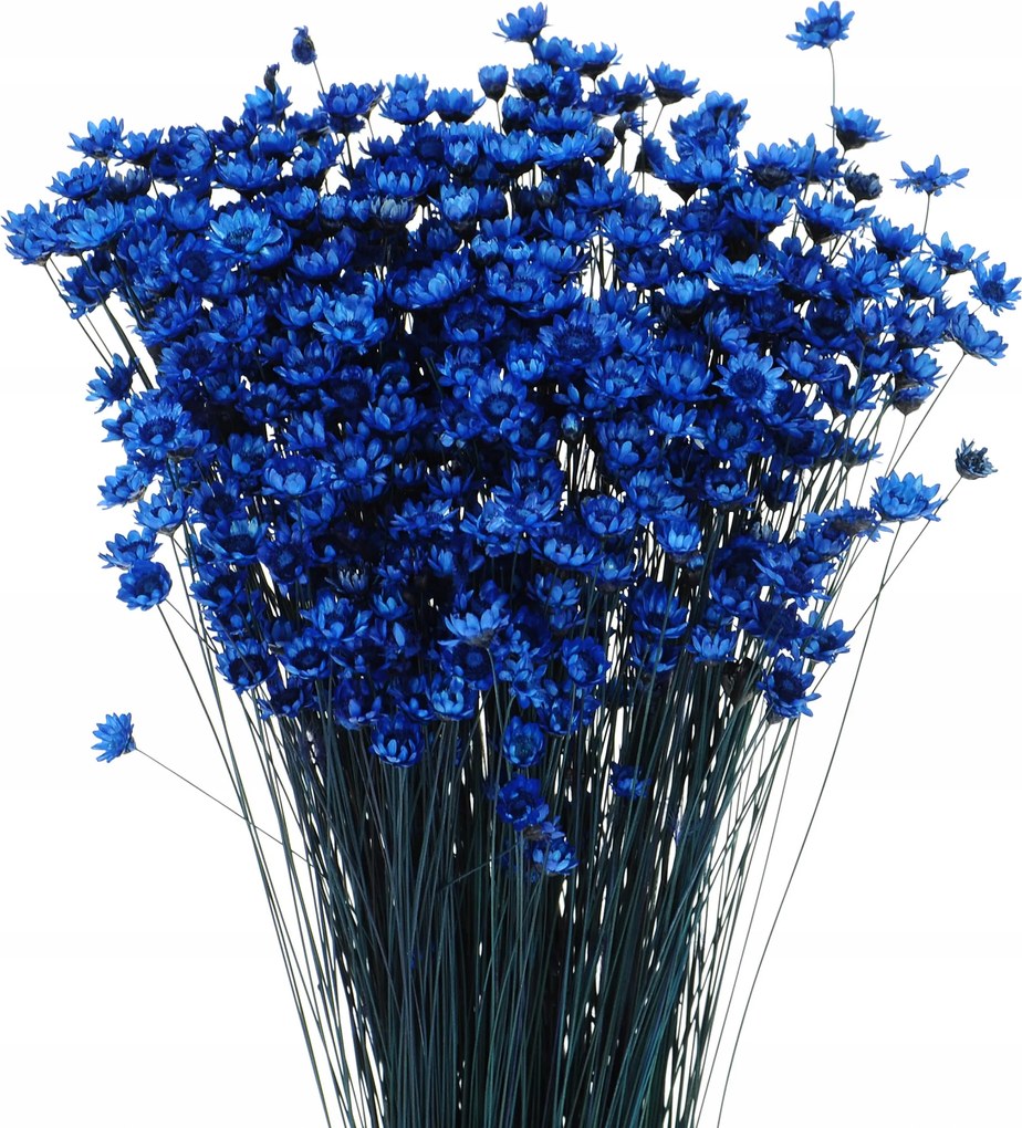 Szárított Glixia sötétkék csokor szárított virágok váza dekoráció