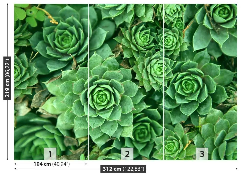 Fotótapéta Sedum Zöld 104x70 cm