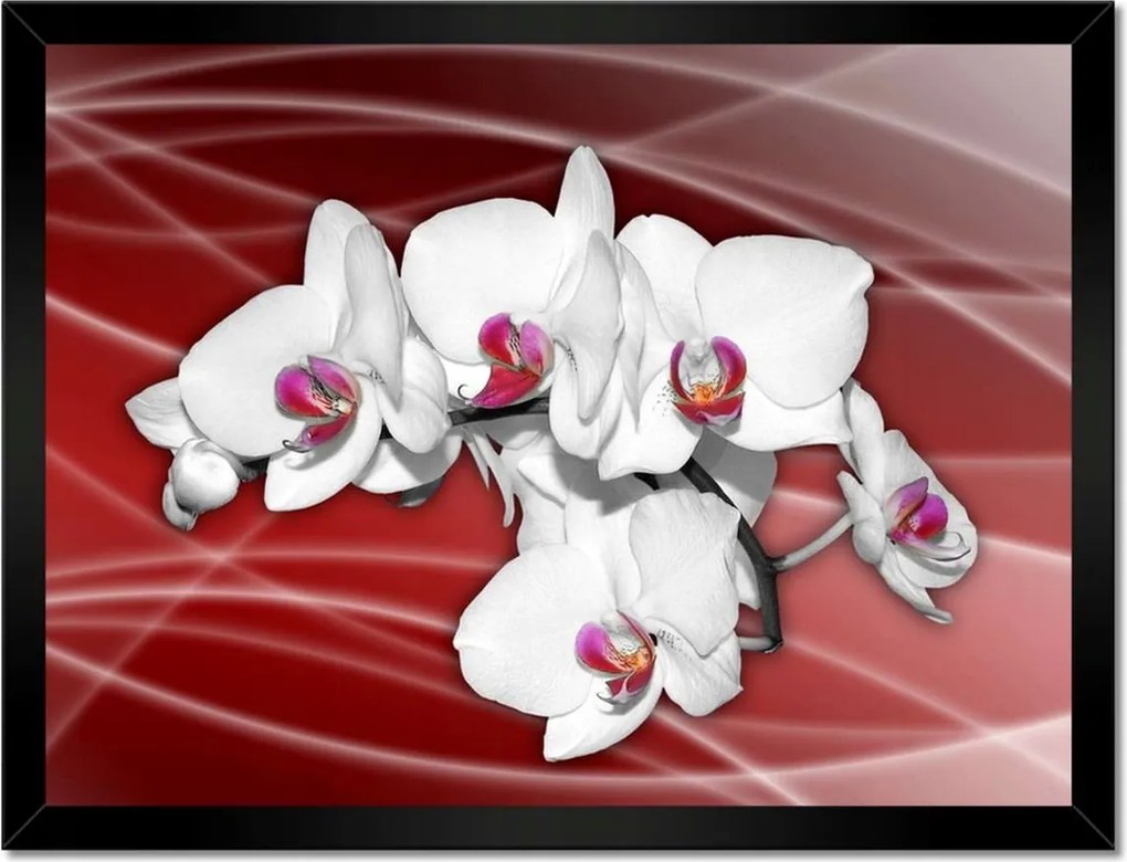 Poszterek keretben 40x30 Orchidea virágok Orchidea