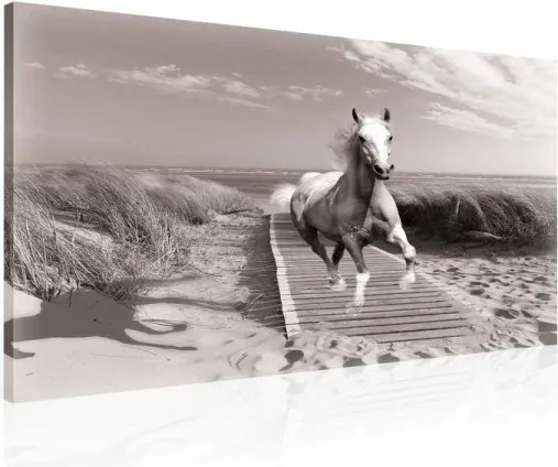 Vászonkép 80x60 Ló futás mozgás szabadság tengerpart tenger fekete-fehér természet