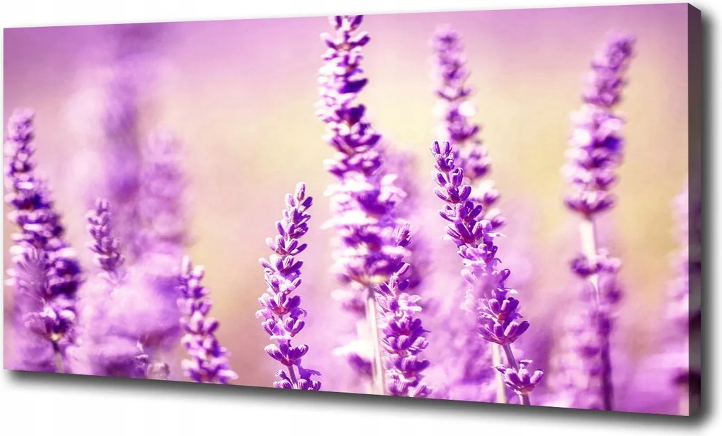 Canvas falikép Levendula 100x70 cm