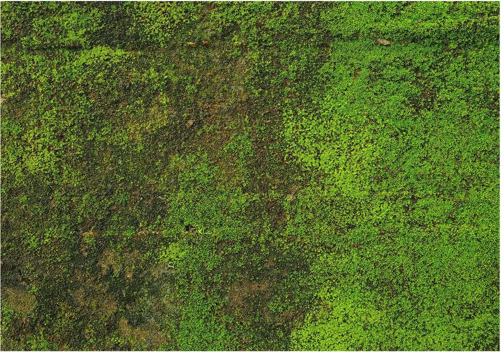 Flizelin tapéta falra Prémium zöld szőnyeg 312x219 Ragasztó