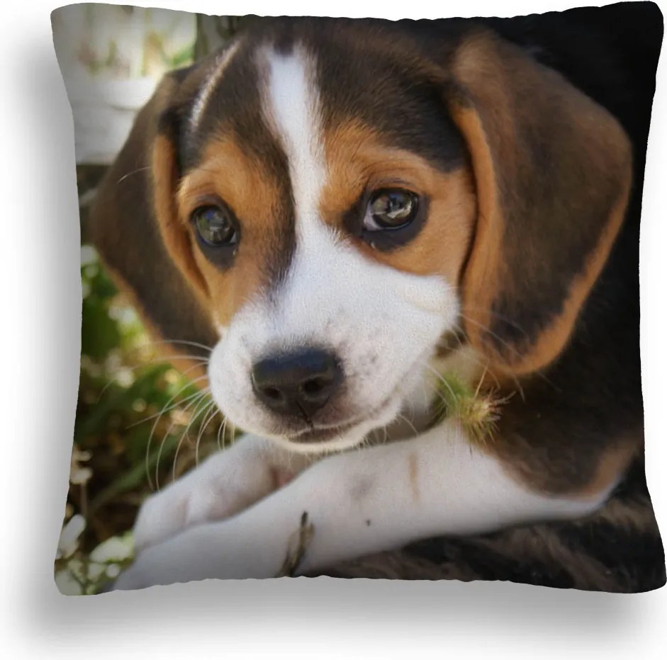 Párna Nagy 50*50 Kutya 19 Aranyos Kiskutya