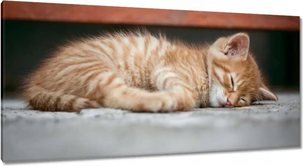 Vászonkép 115x55 Cica macska szépség