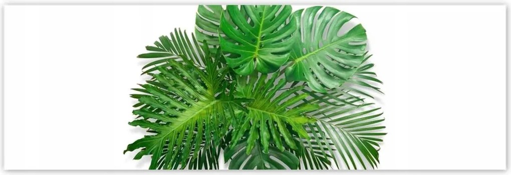Poszterek 200x66 Monstera Lyukas levelek
