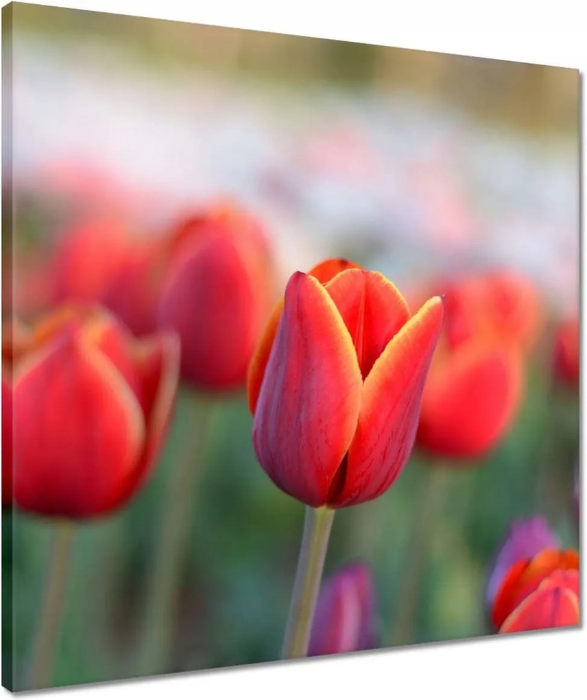 Vászonkép 50x50 Tulipánok Virágok