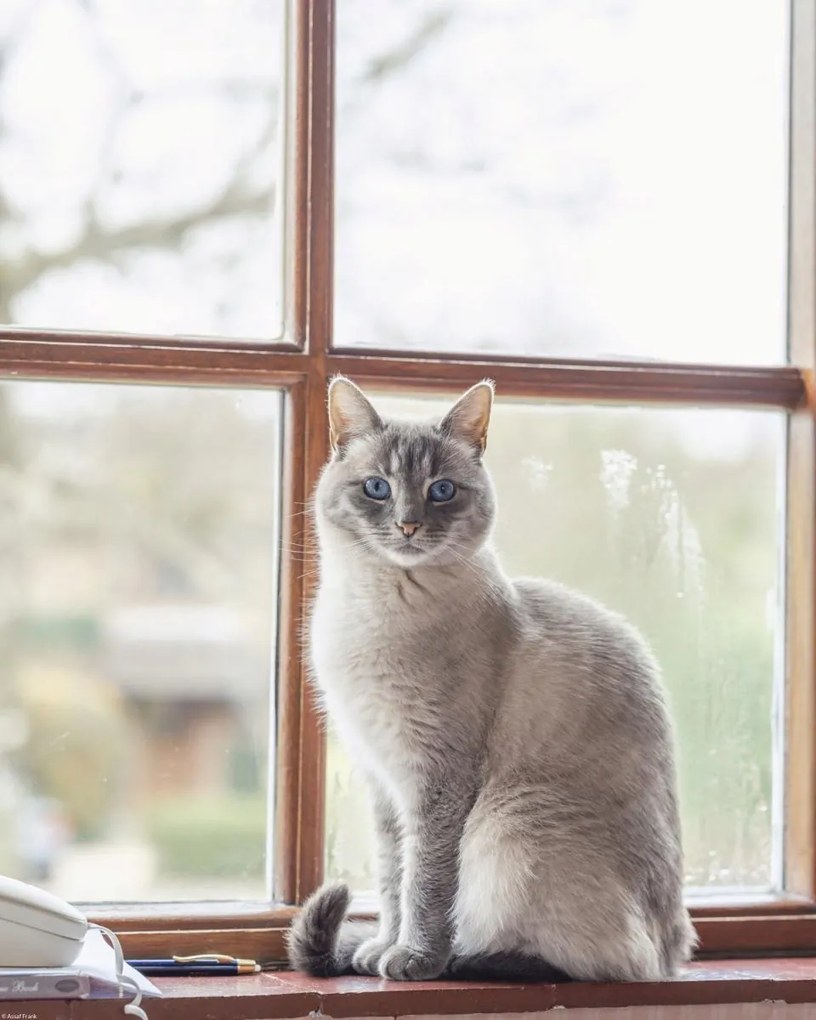 Poszter 40x50cm Macska az ablakpárkányon, Assaf Frank