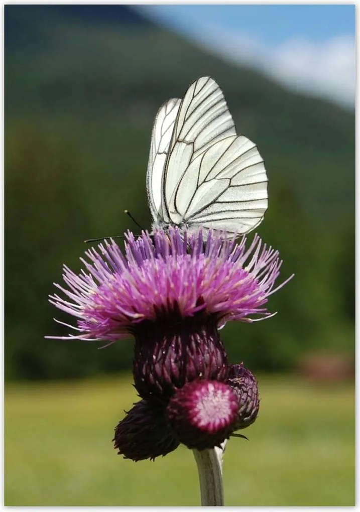 Poszterek 70x100 Fehér káposzta