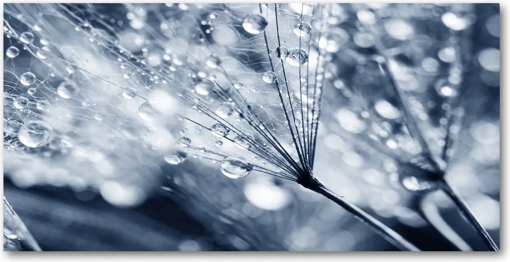 Konyhai panel Pitypang mag 140x70 cm Ragasztó