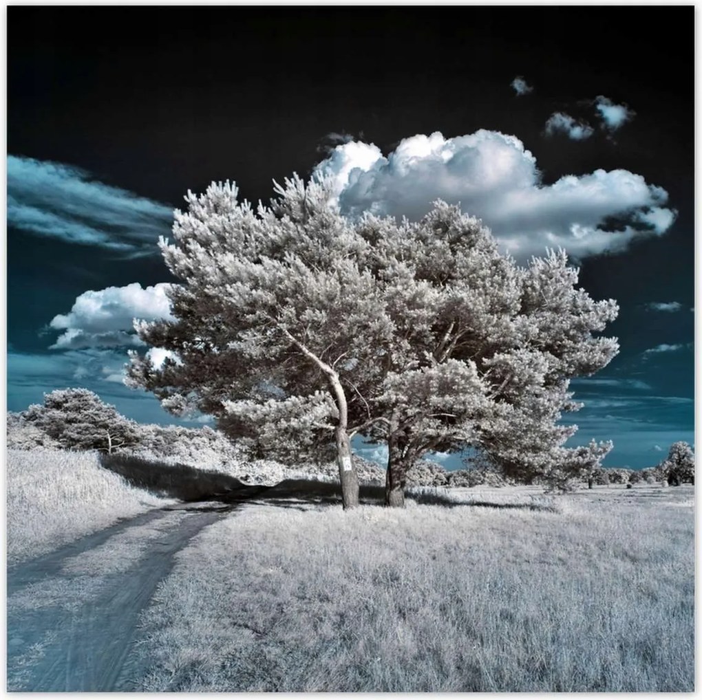 Poszterek 140x140 Fa