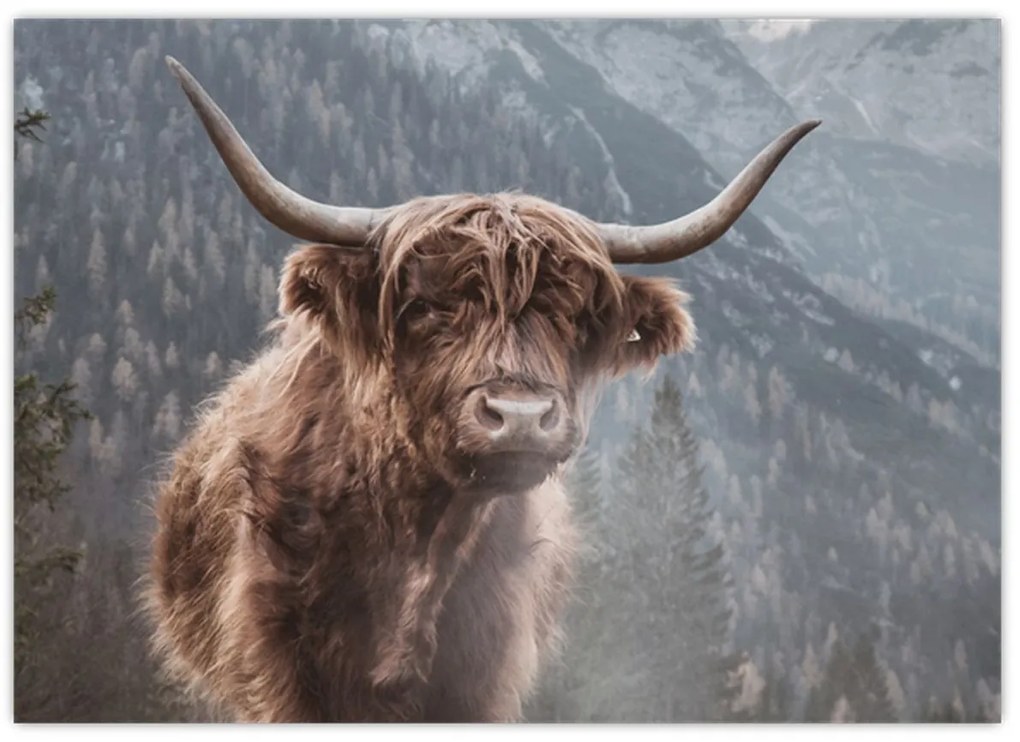 Kép - Highlander tehén (70x50 cm)