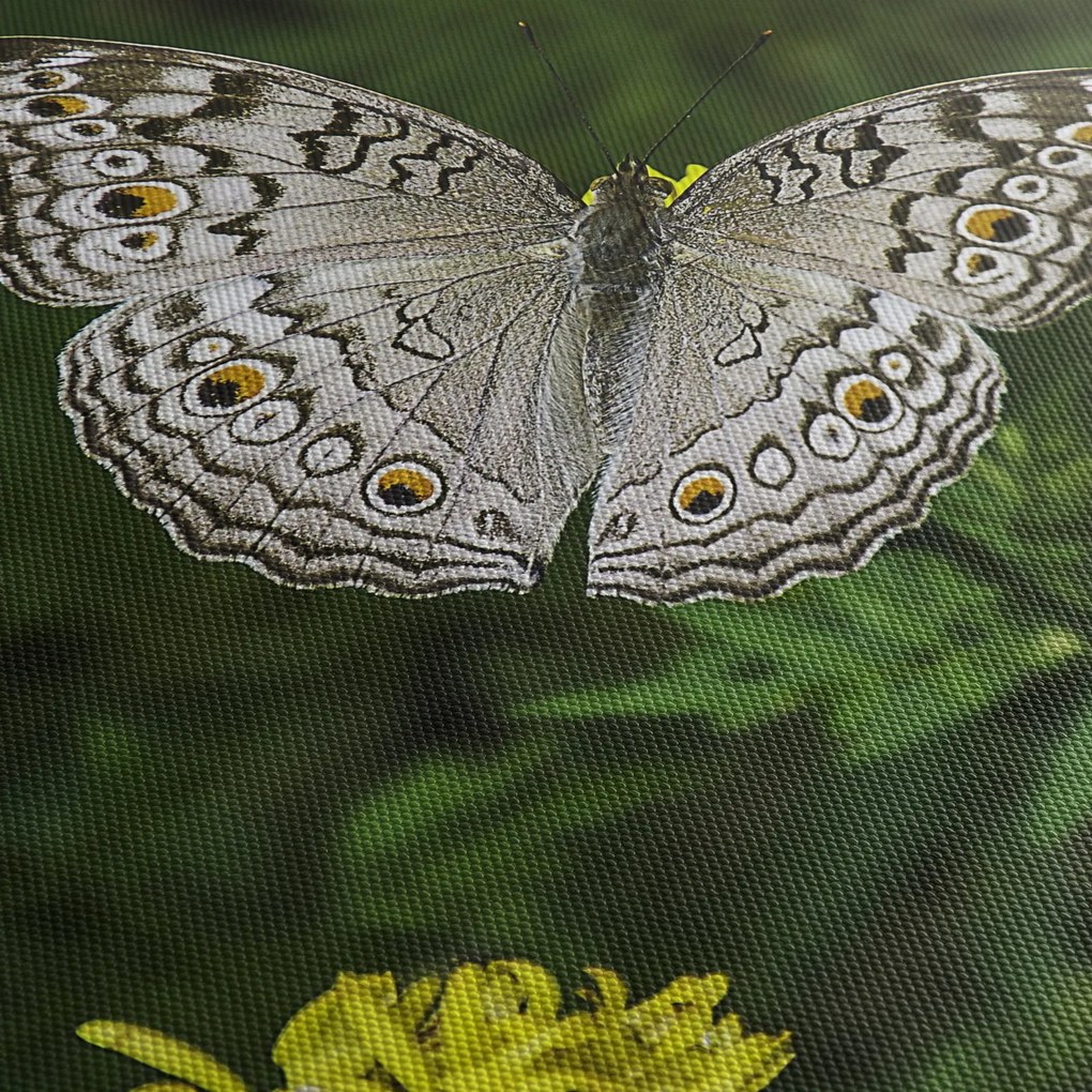 Kép - fehér pillangó (150x105 cm)