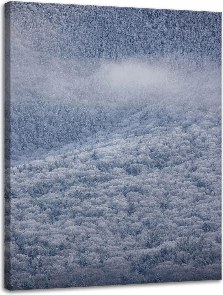 Vászonkép Természet Hófödte erdő 30x40 cm