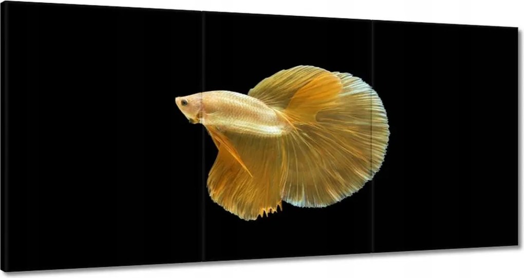 Vászonkép 180x90 Arany sziámi hal