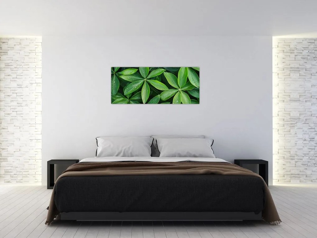 Kép - Levelek harmatcseppekkel (120x50 cm)