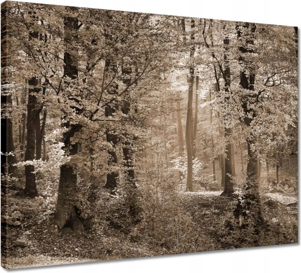 Vászonkép 50x40 Erdő szépia színben