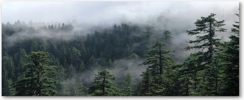 Modern üvegpanel a konyhába Erdei köd XXL