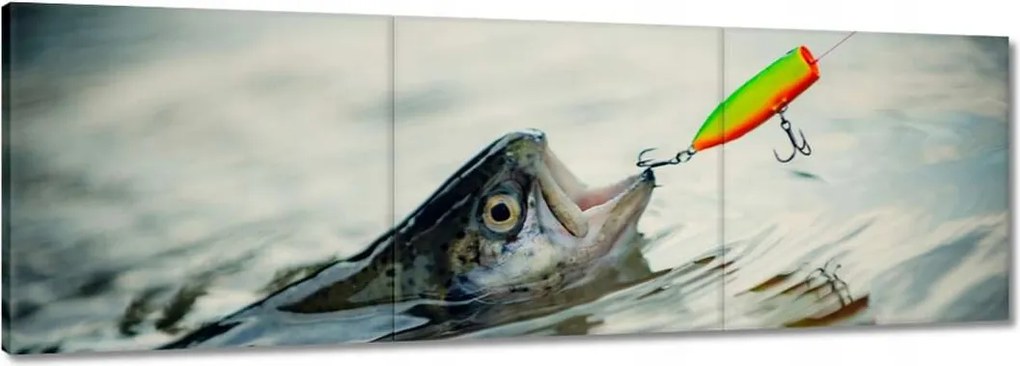 Vászonkép 120x40 Pisztráng a horogon hal