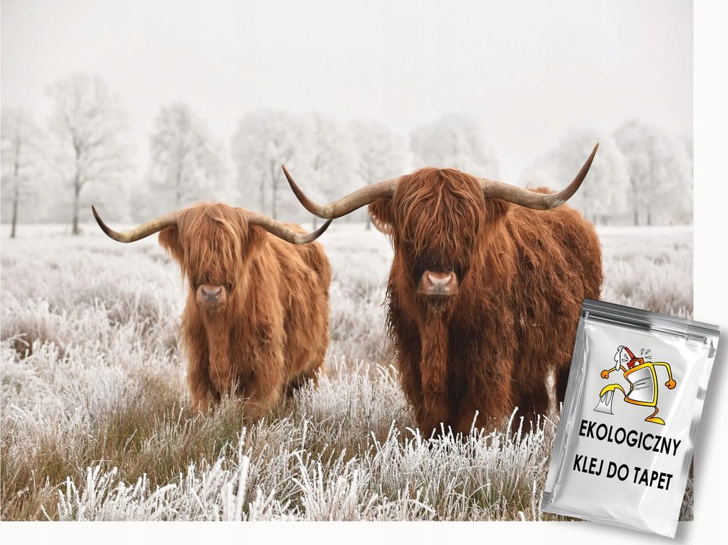 Fotótapéta Flizelina Természet Hó Tél Skót Tehén Highland 150x105 ragasztó