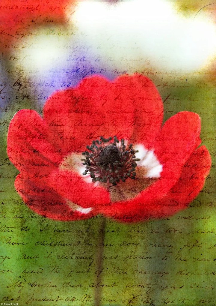 Poszter 21x29,7cm Színes anemon virágok a kertben, Assaf Frank