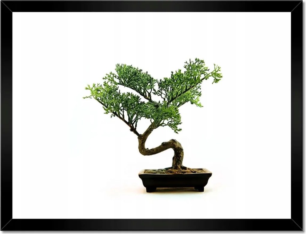 Poszterek keretben 40x30 Bonzai fa