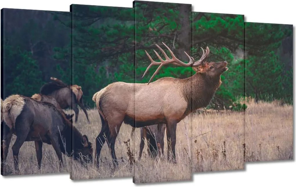 Vászonkép 100x60 Szarvas Erdő Tájkép